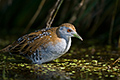 Marsh Crake, Koitareke