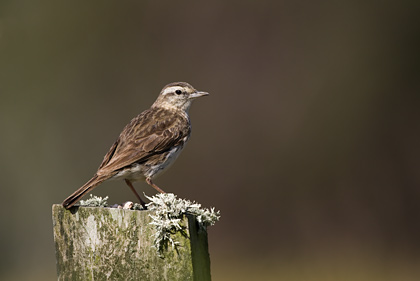 New Zealand Pipit