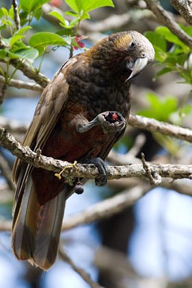 Kaka