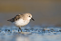 Red-necked Stint