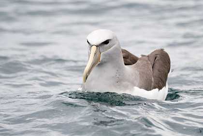 Salvin's Mollymork