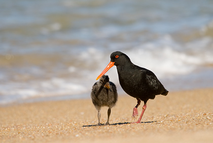 Variable Oystercatcher