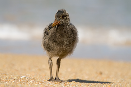 Variable Oystercatcher