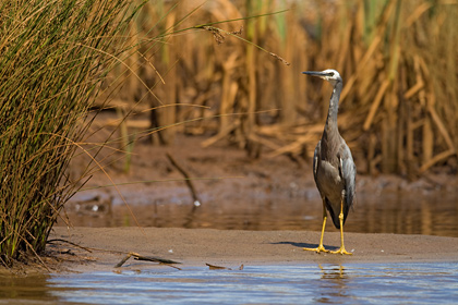 White Faced Heron