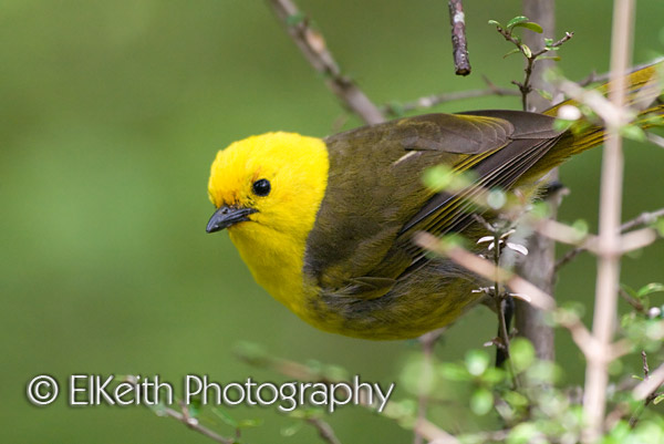 Yellowhead, Mohua