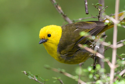 Yellowhead