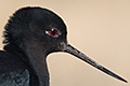 Black Stilt