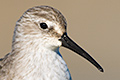 Curlew Sandpiper Portrait