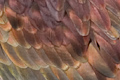 New Zeland Pigeon