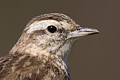 New Zealand Pipit