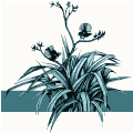 flax